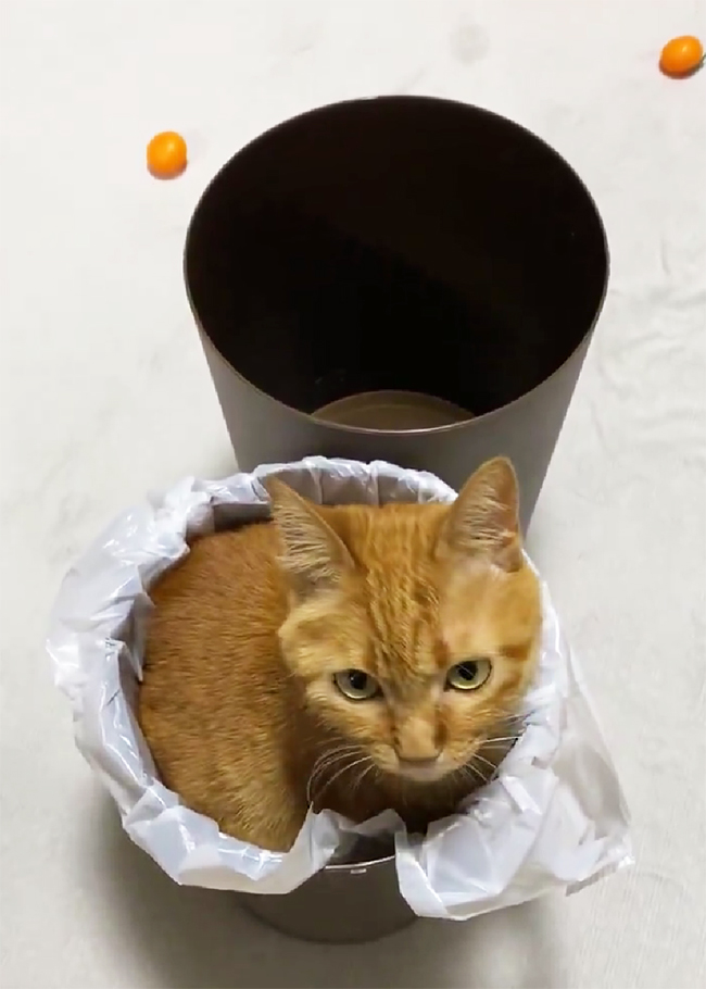 ゴミ箱に入る猫