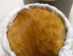 ゴミ箱に入る猫