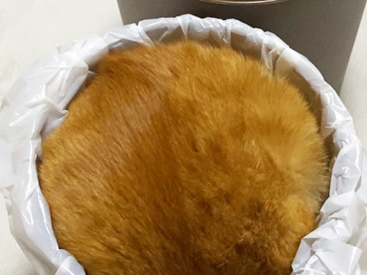 ゴミ箱に入る猫