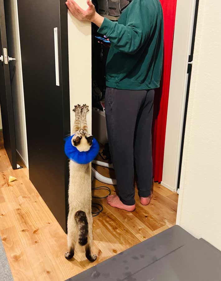 猫と夫の写真
