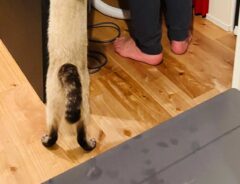 猫と夫の写真
