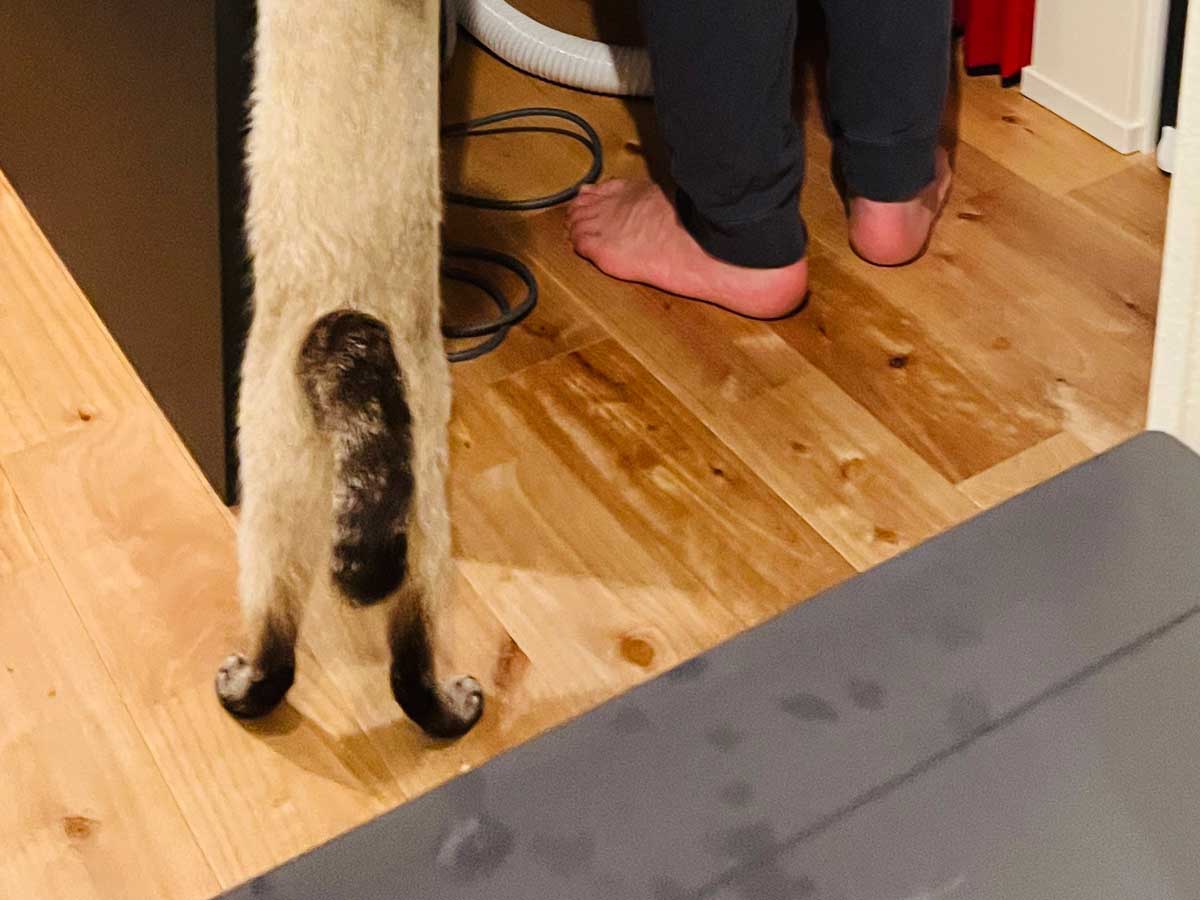 猫と夫の写真