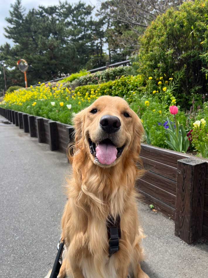 犬の画像