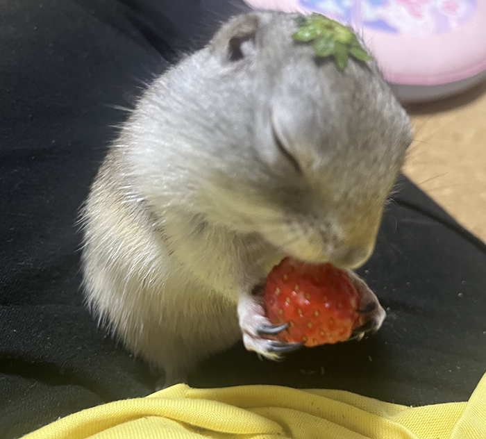 リチャードソンジリスの写真
