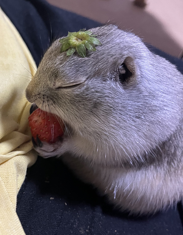 リチャードソンジリスの写真