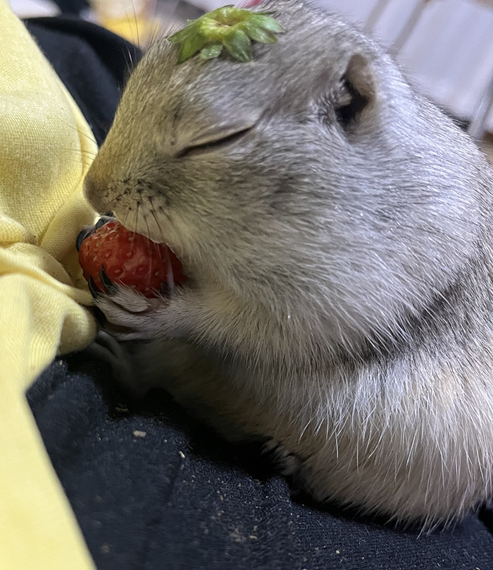 リチャードソンジリスの写真