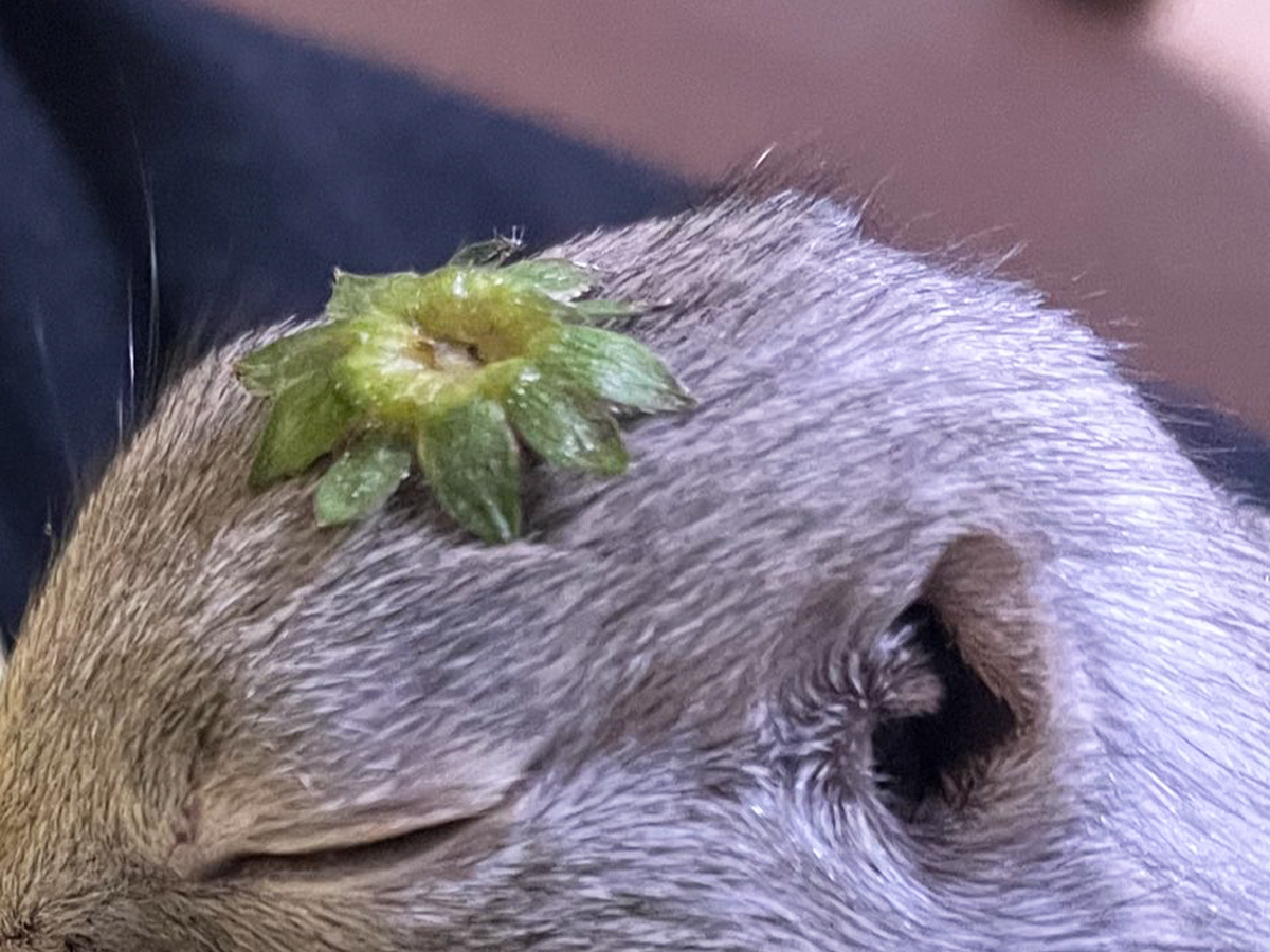リチャードソンジリスの写真