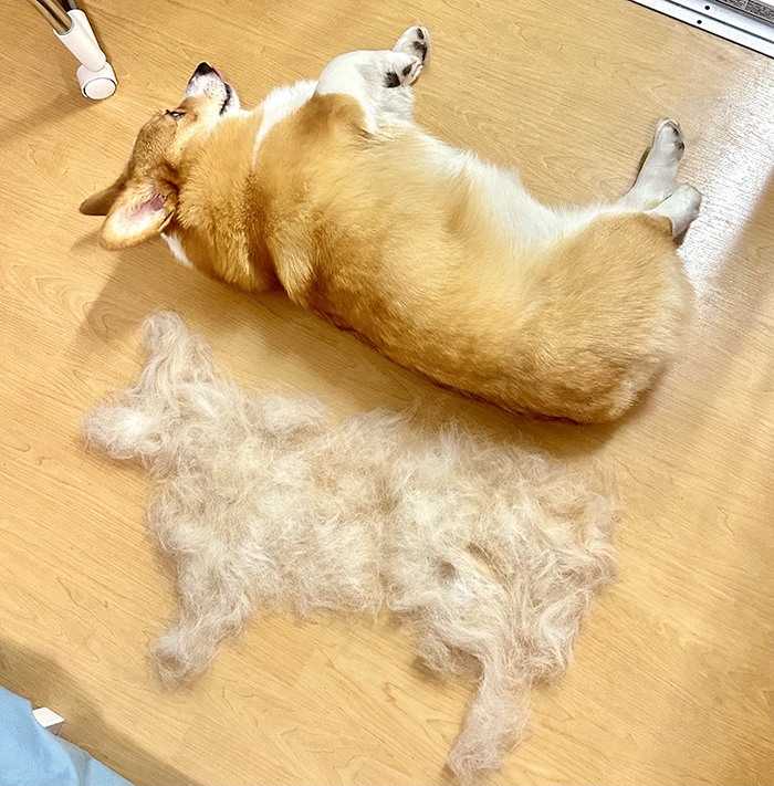 コーギーの写真