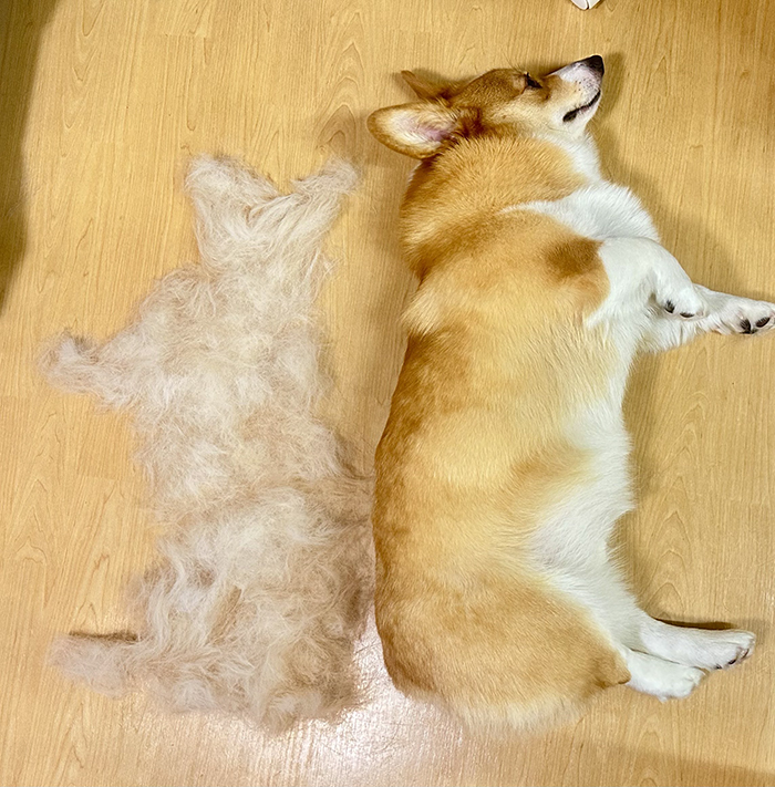 コーギーの写真