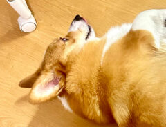 コーギーの写真