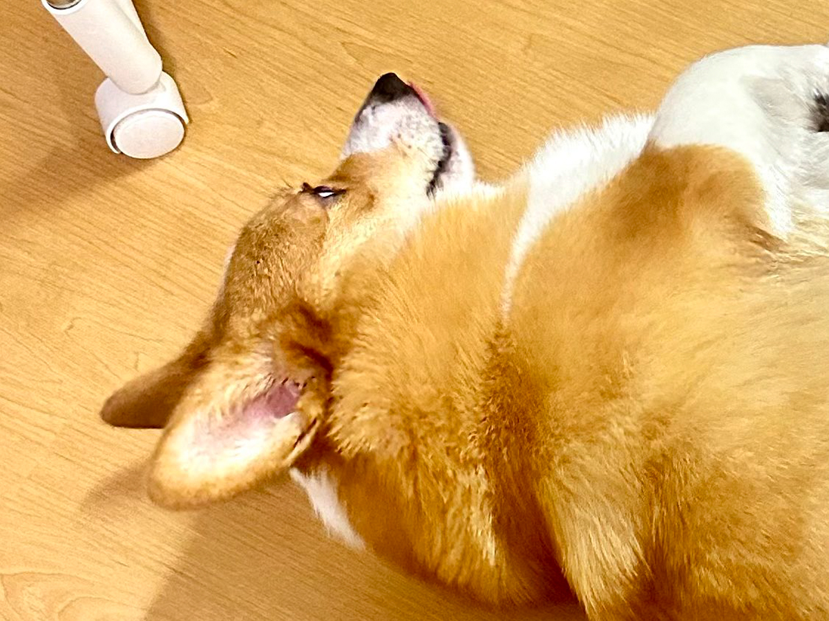 コーギーの写真