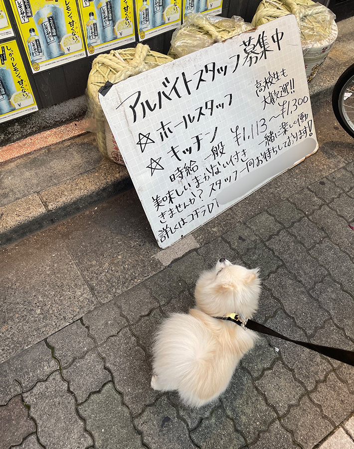 ポメラニアンのえまちゃん