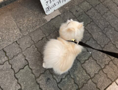 ポメラニアンのえまちゃん