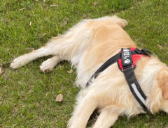 犬の写真