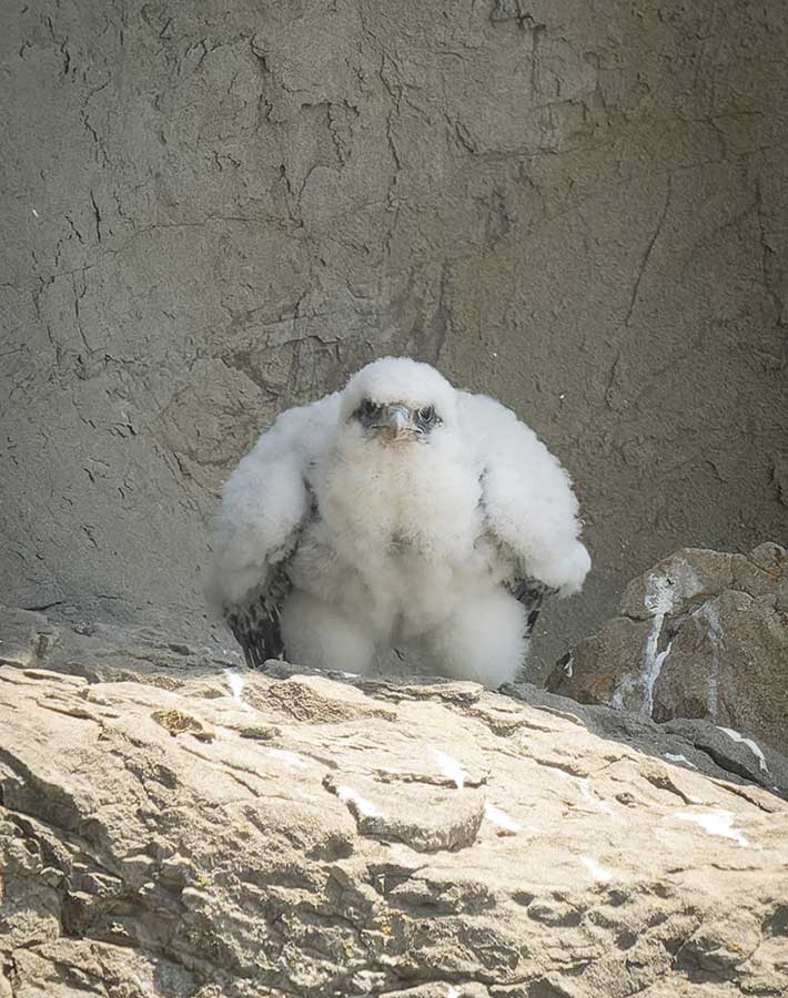 ハヤブサのひな