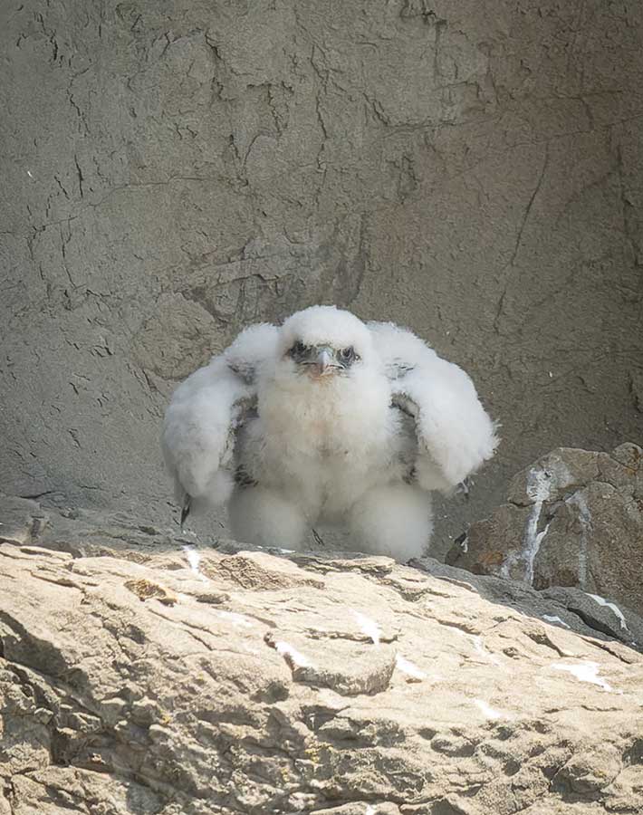 ハヤブサのひな