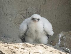 ハヤブサのヒナ