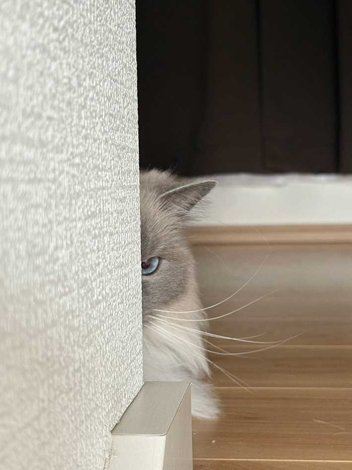 猫の写真