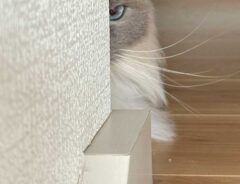 猫の写真