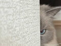 猫の写真