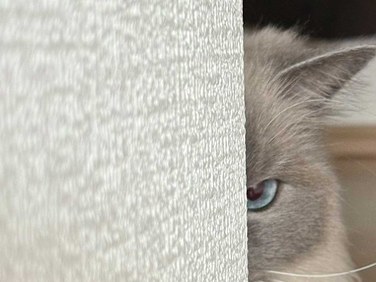 猫の写真
