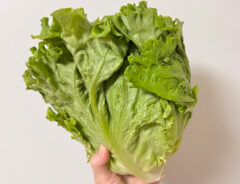 レタスの写真