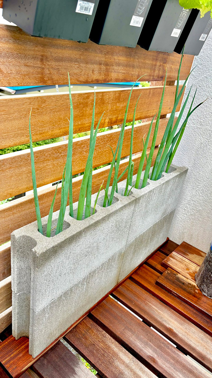 長ネギの写真