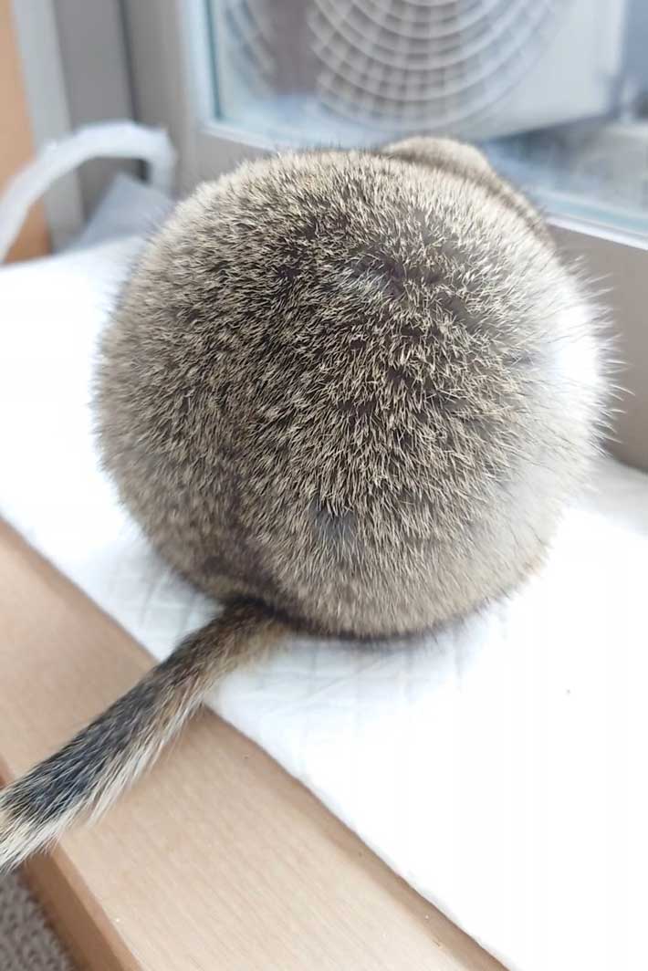 リスの丸い背中