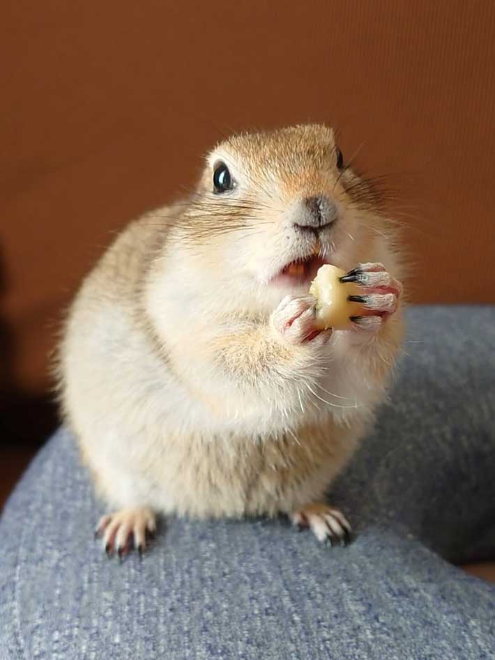 リスのこむぎちゃん