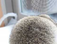 生き物の丸い背