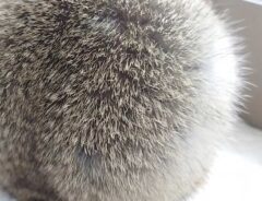 生き物の丸い背