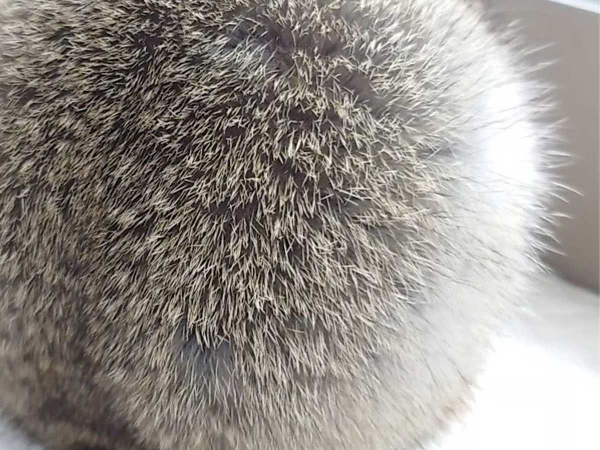生き物の丸い背