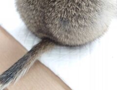 生き物の丸い背