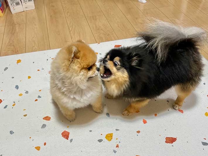 ２匹のポメラニアン