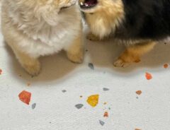 ポメラニアン