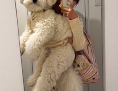 犬の写真