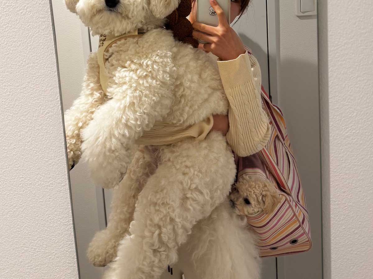 犬の写真