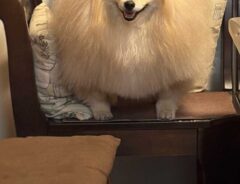 ポメラニアンの写真