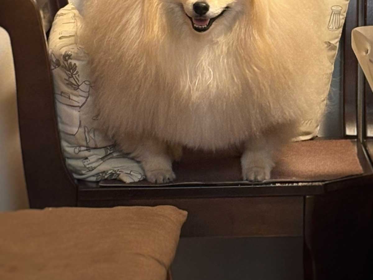 ポメラニアンの写真