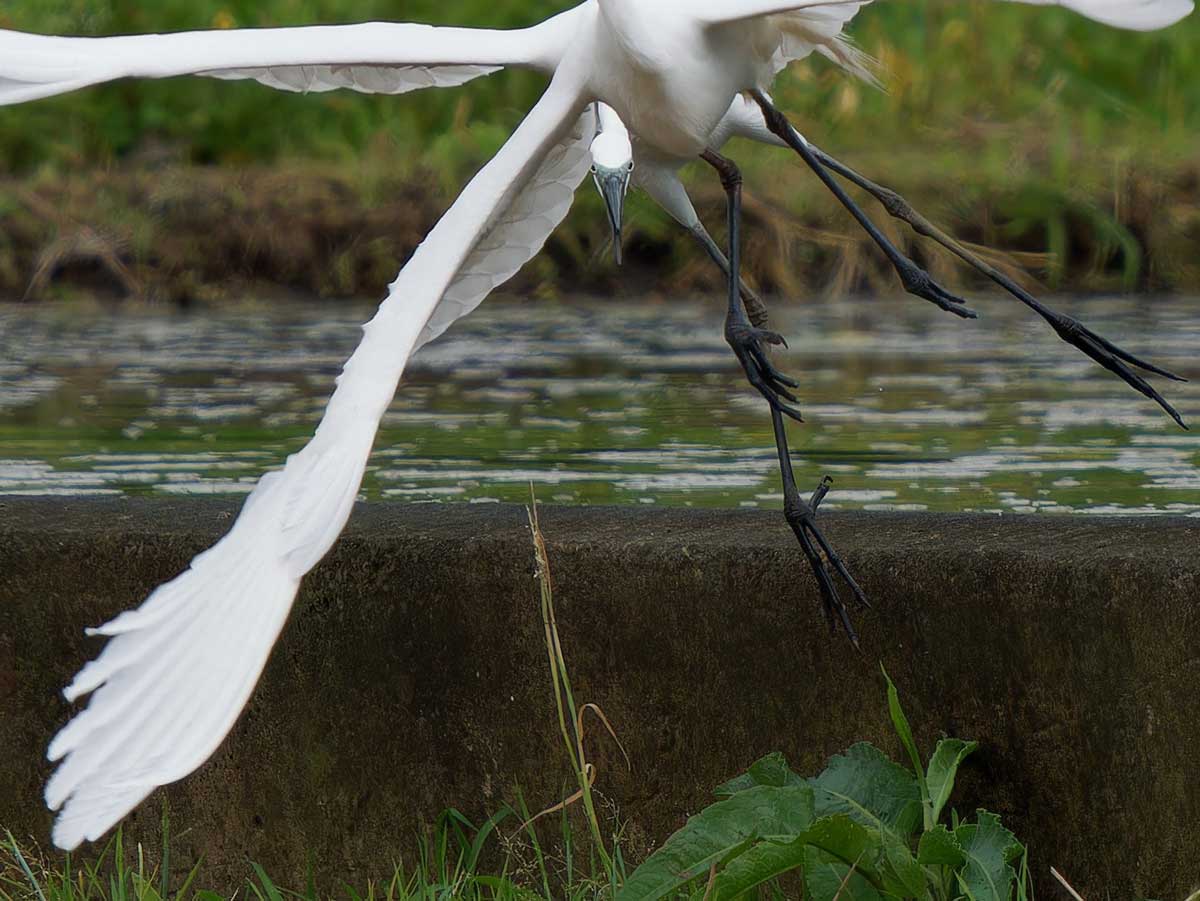 ダイサギの写真
