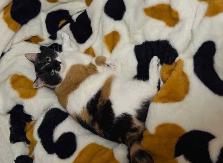 猫の写真
