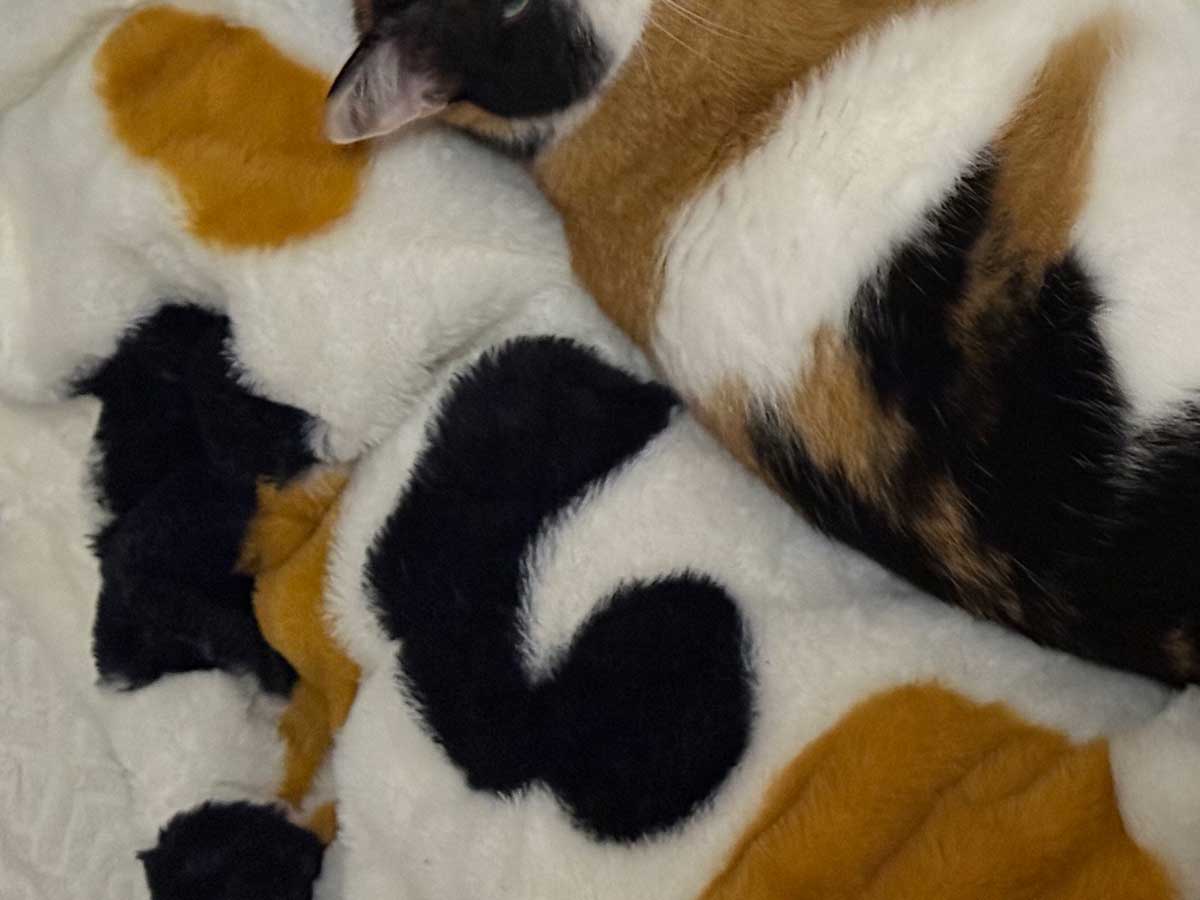 猫の写真