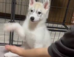 シベリアンハスキー