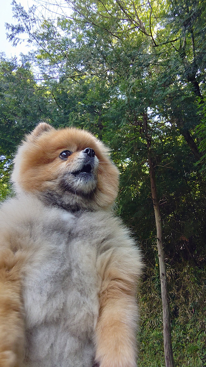 ポメラニアンの写真