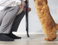 猫と飼い主さん