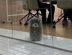 社員として働く犬