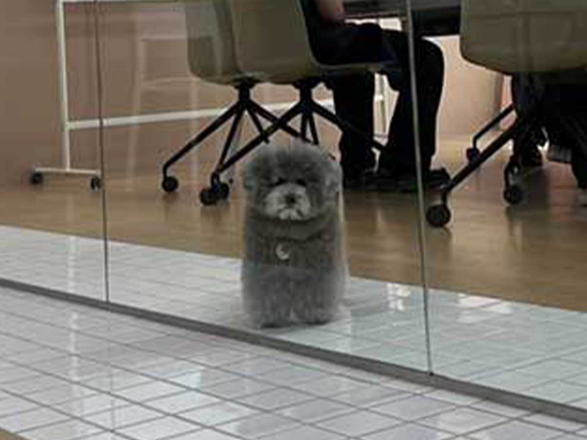 社員として働く犬