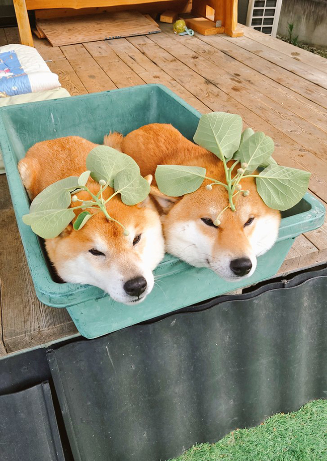 ２匹の柴犬