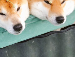 ２匹の柴犬