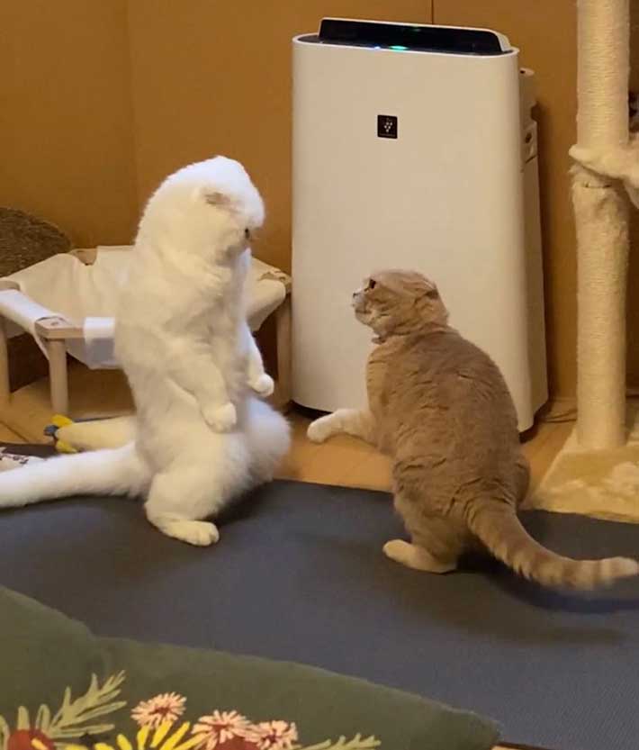 ２匹の猫